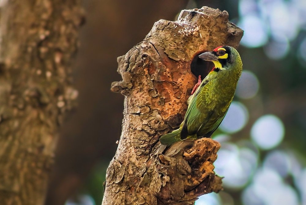 Photograph by Tofayel Ahmed