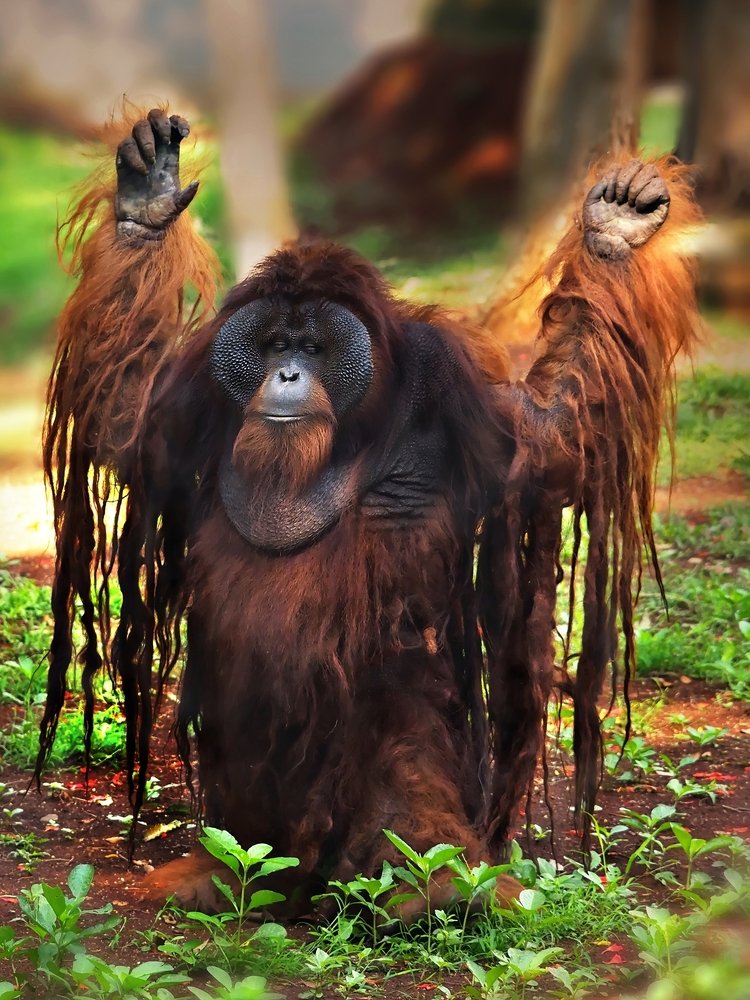 Bornean Orangutan