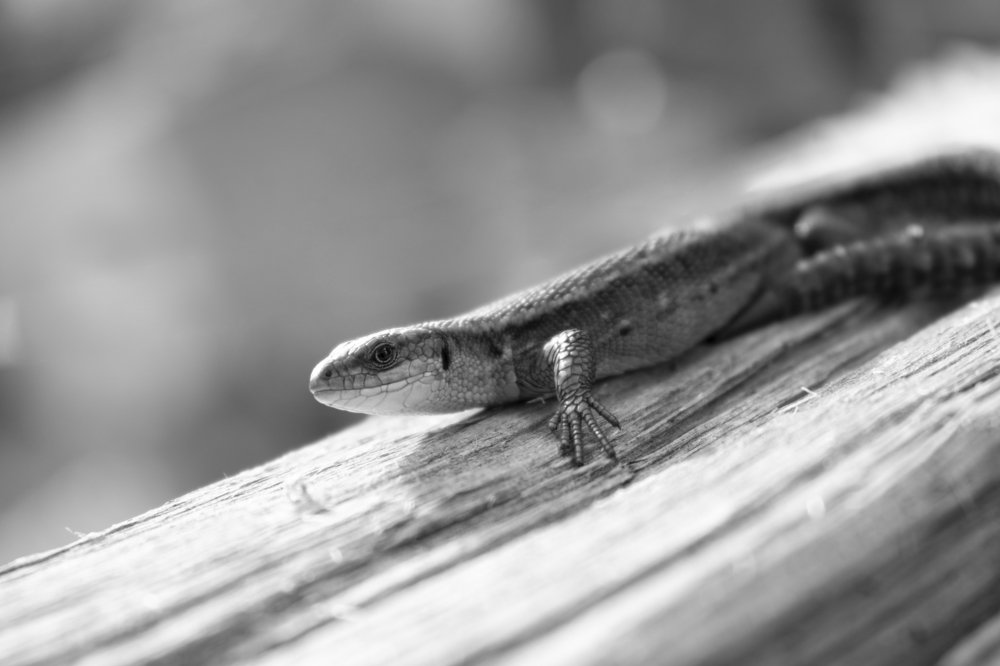 Photograph by Екатерина Слепнева