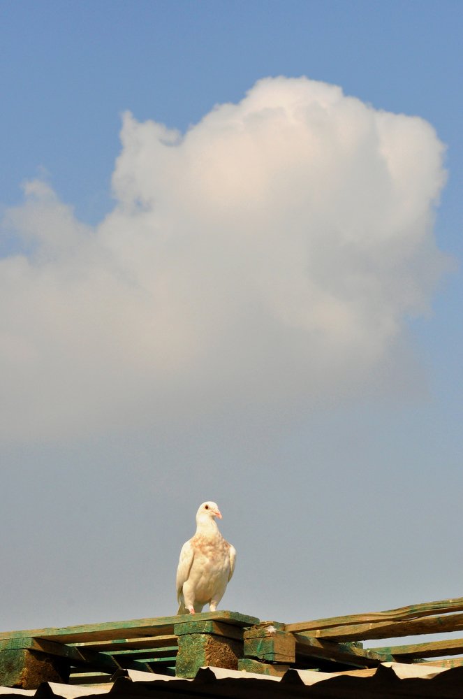 لا أمان لنا في الارض سواك