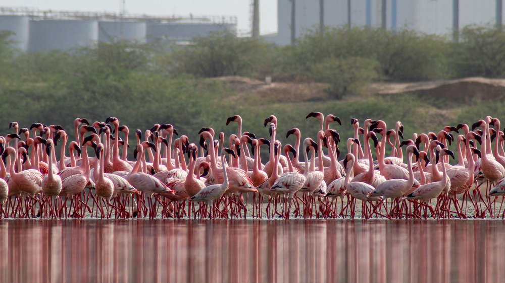 Photograph by Lalit Tank