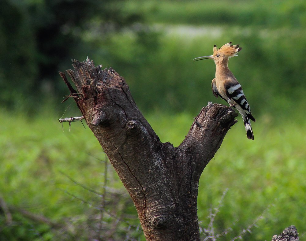 Photograph by Lalit Tank