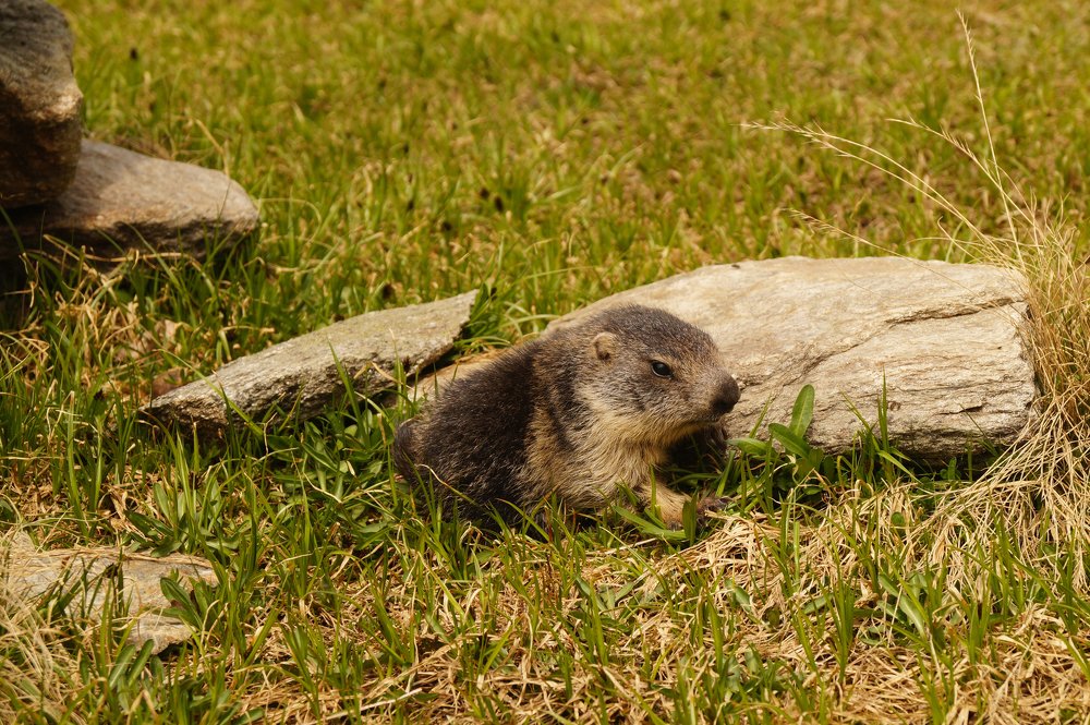 Photograph by Юлия Лазебная