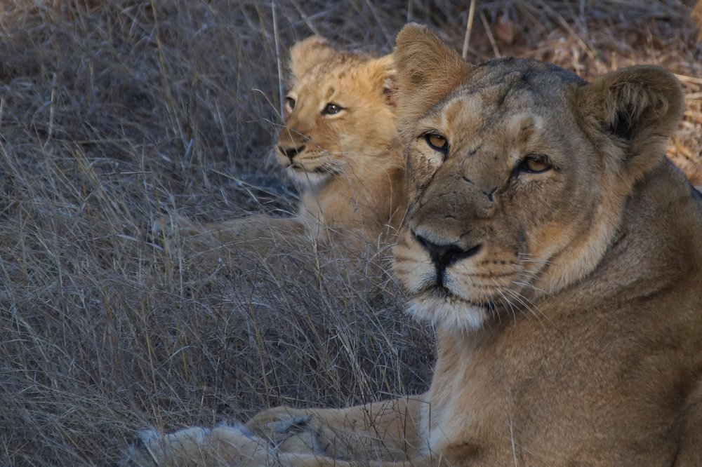 Фотография автора Artist RajNandini