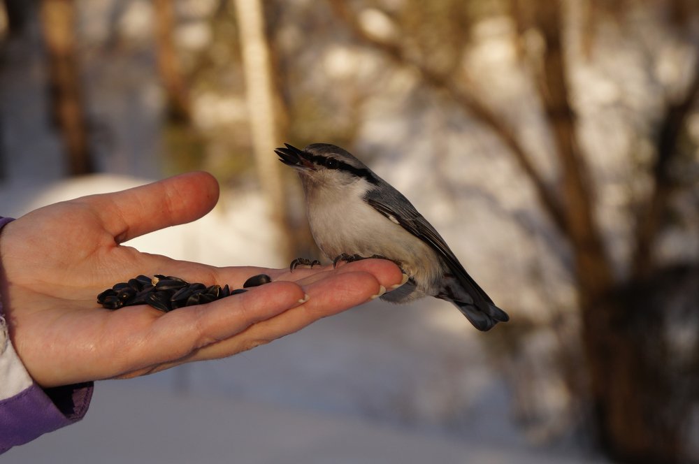 Photograph by Юлия Лазебная
