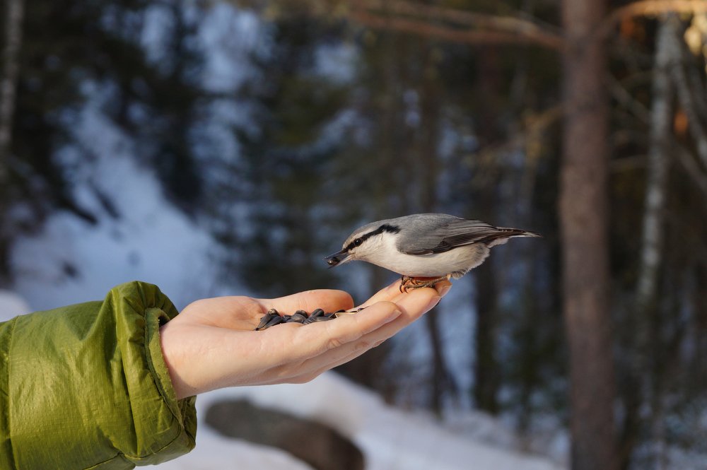 Photograph by Юлия Лазебная