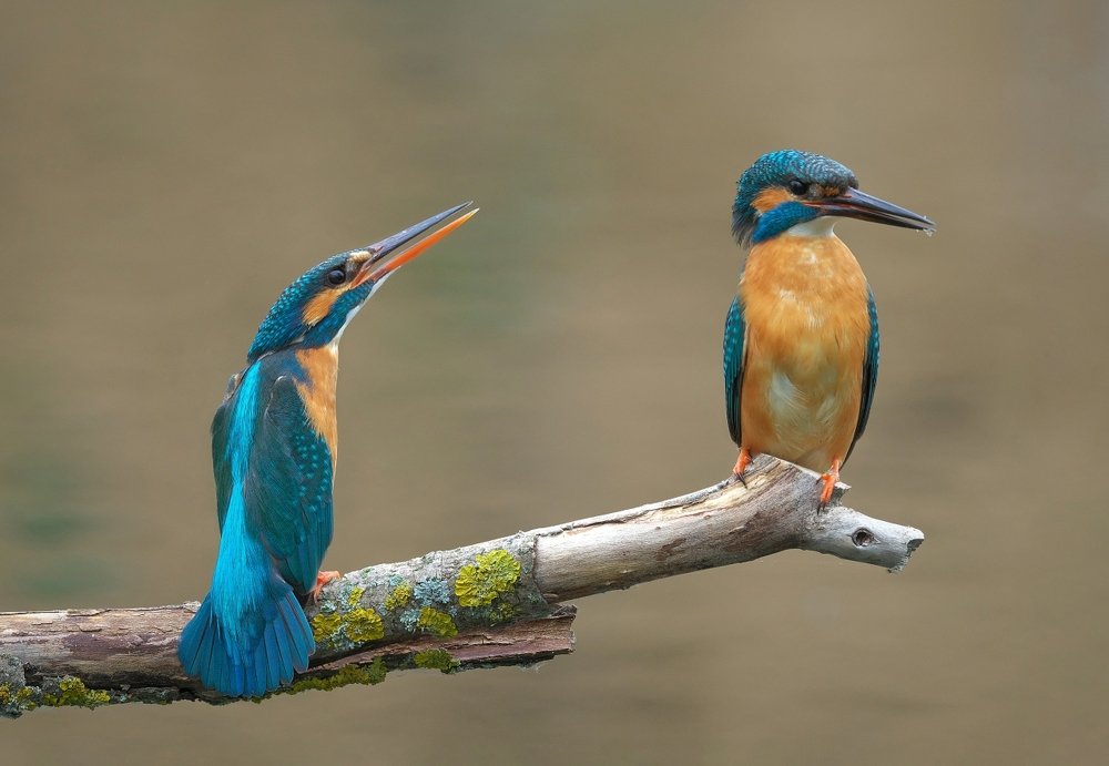 Женские капризы