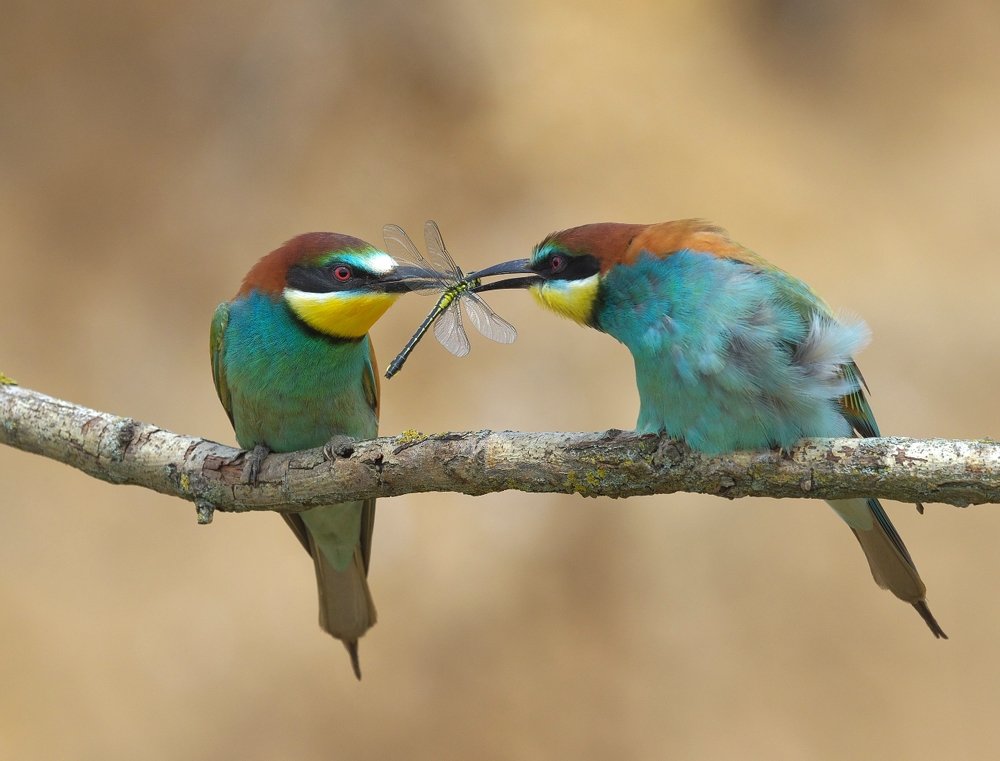 Угощение для супруги