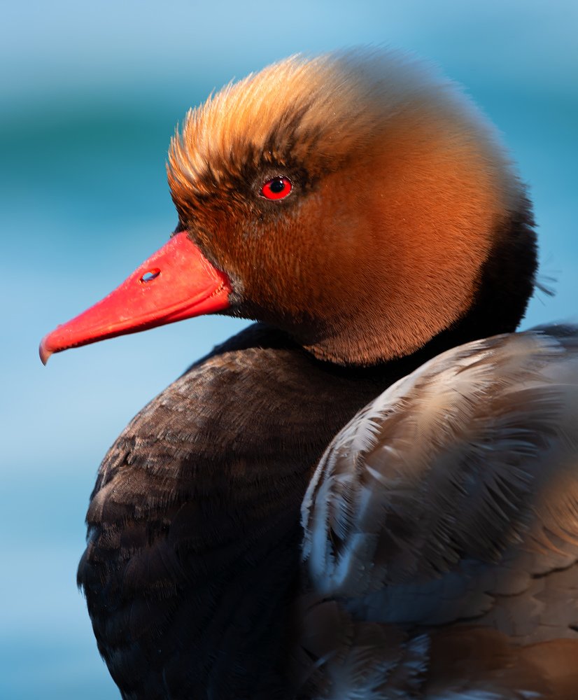 Red-crested pochard