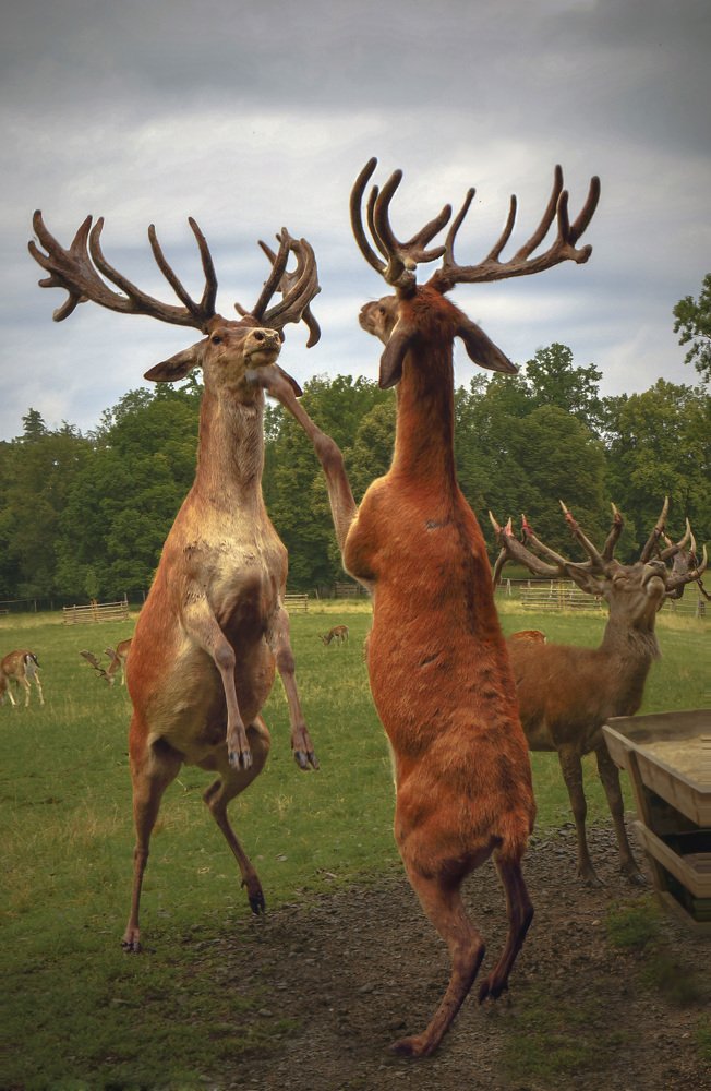 Чей авторитет выше?!