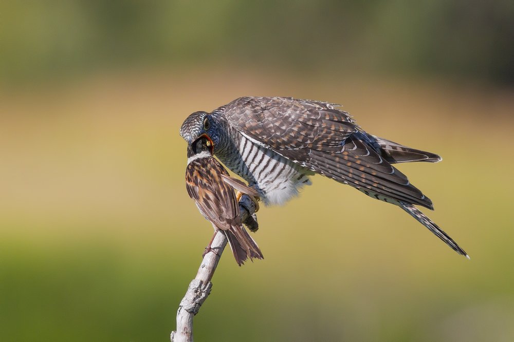 Photograph by Дмитрий Поршнев