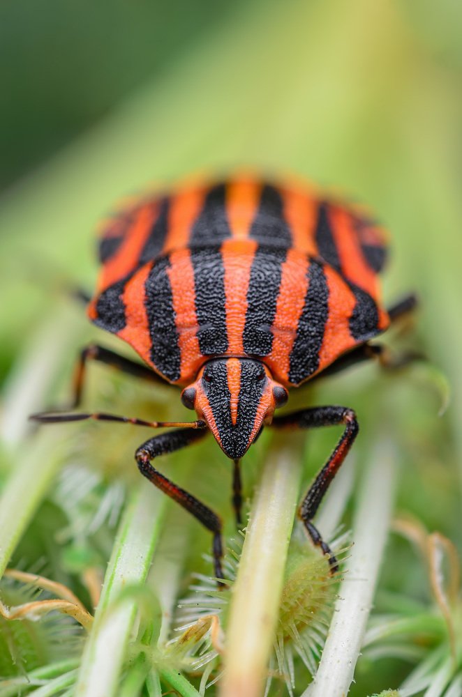 Фотография автора Сергей Чебанов