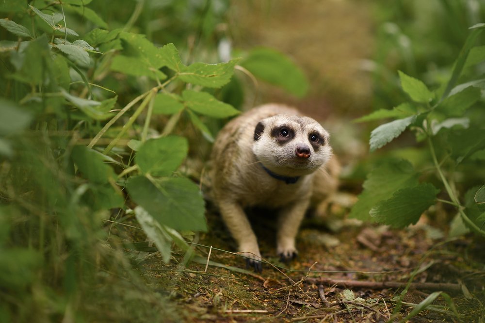 Сурикат Кузя