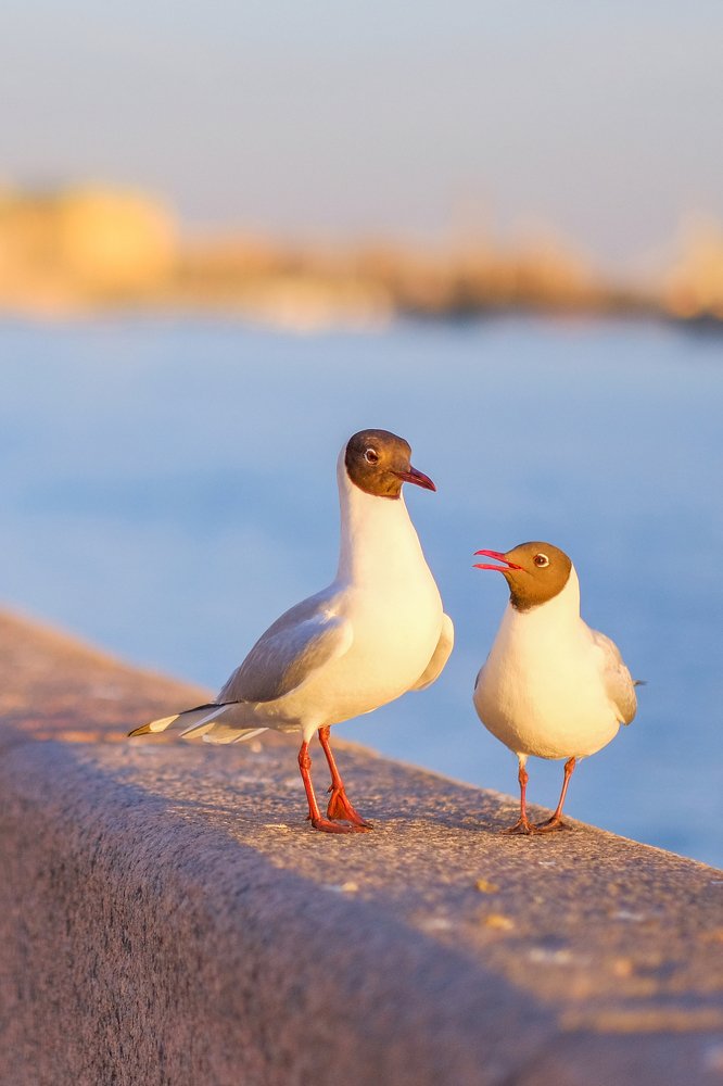 Photograph by Олеся Неволина-Лопатина