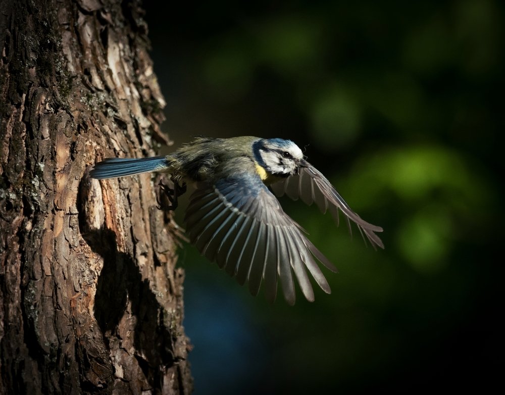 Tit in flight