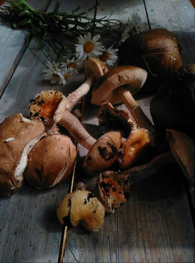 Photograph by Татьяна Рябова