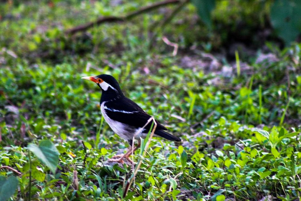 Pied myna