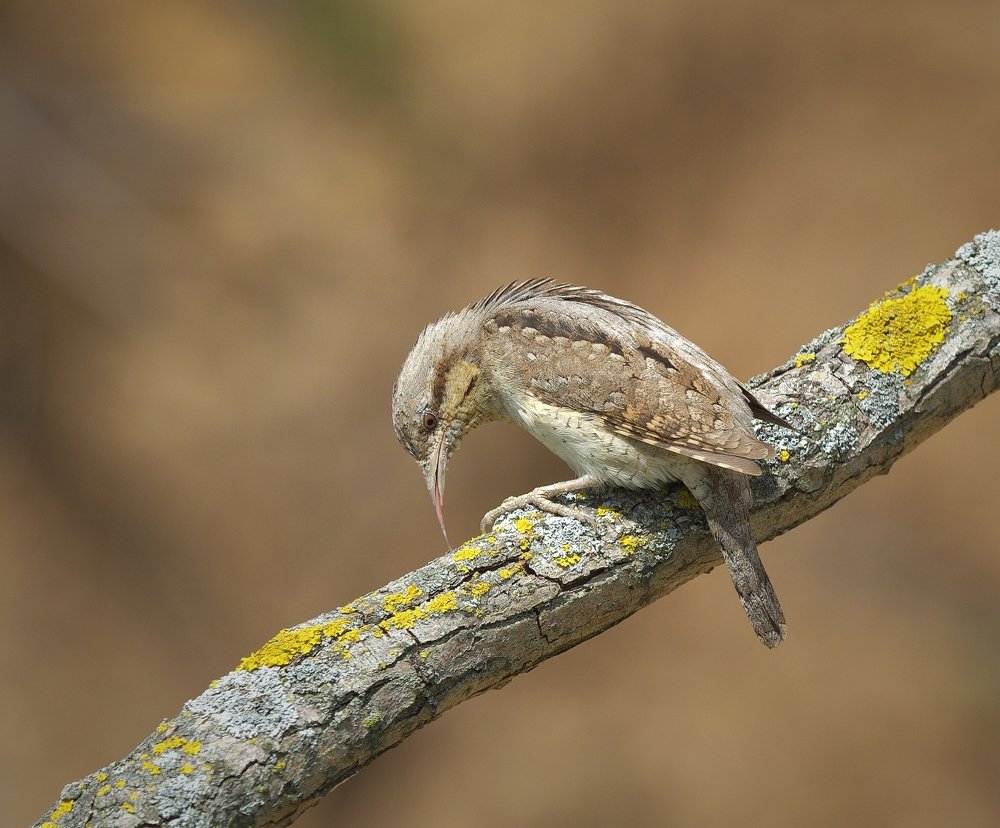 Когда длинный язык - это преимущество