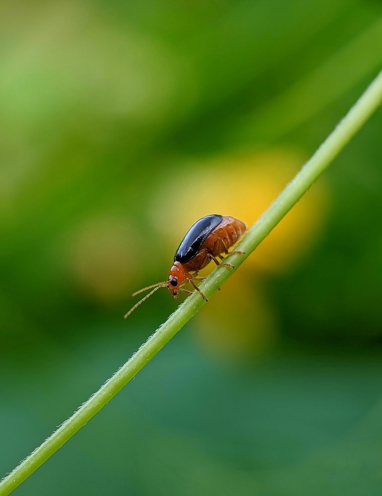 Photograph by Tirtha Sarathi Das