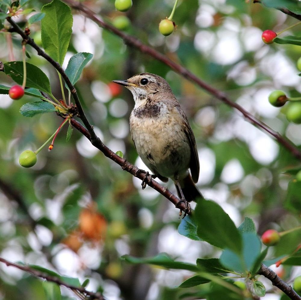 В вишневом саду