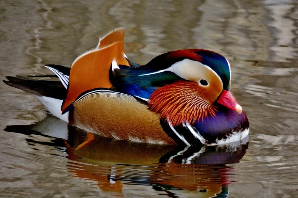 Утка мандаринка — общепризнанная красавица среди птиц.