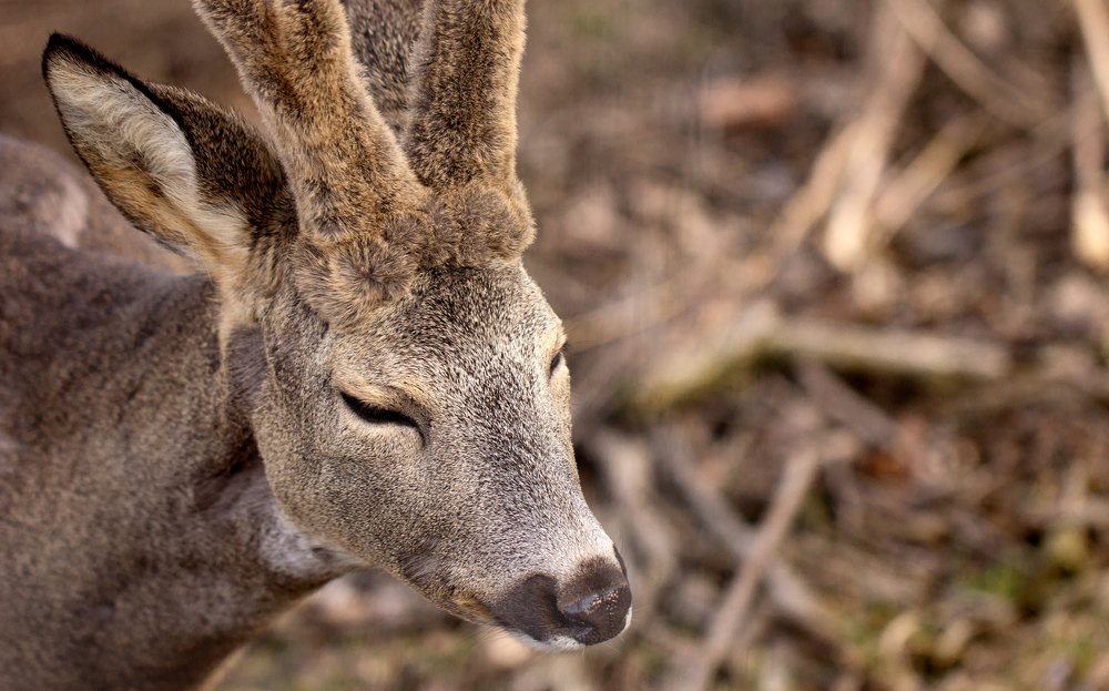 Фотография автора Михайло Павленко