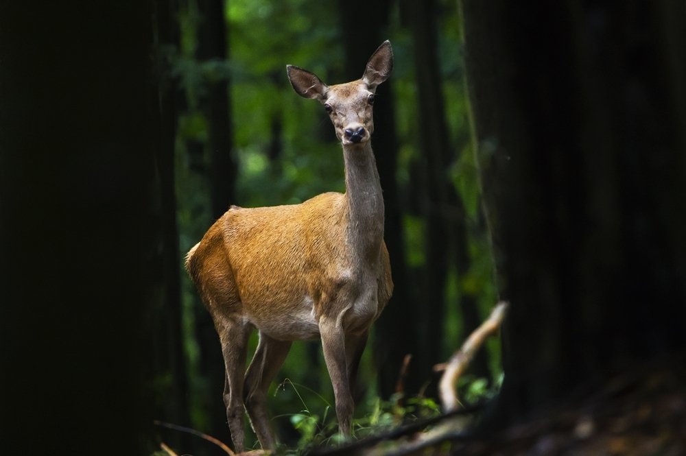 Фотография автора Tomas Kozel