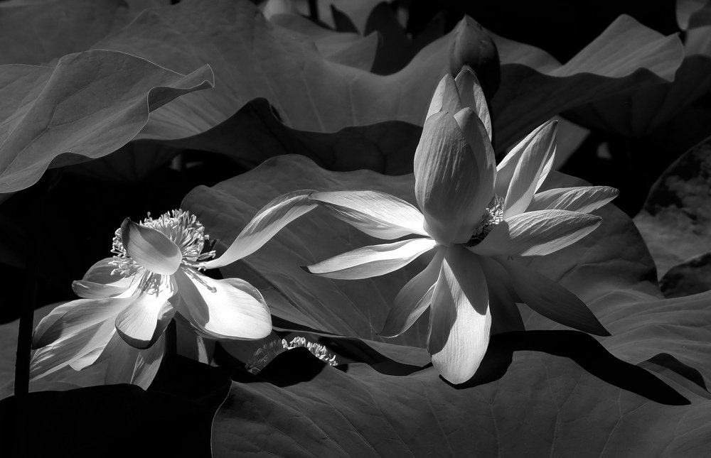 Photograph by Диана Арье