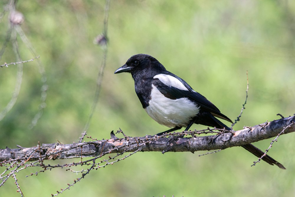 Photograph by Виктор Чернюк