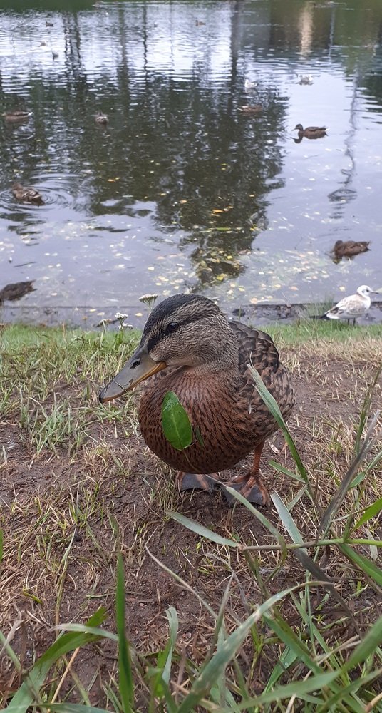 Photograph by Любовь Макарова