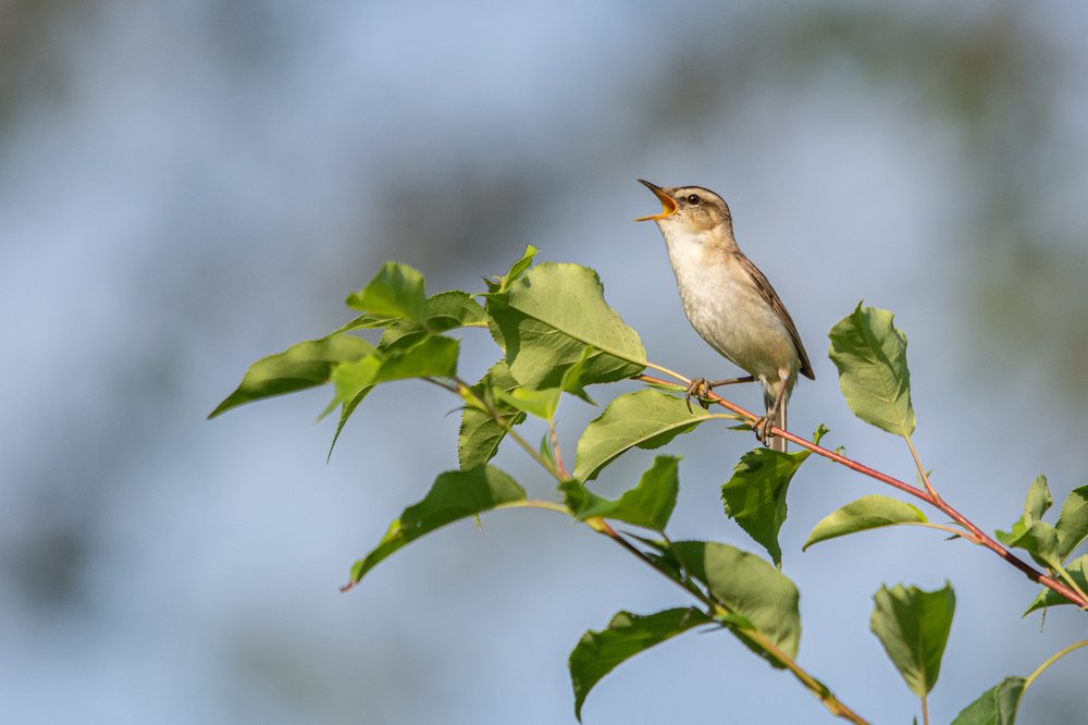 Photograph by Виктор Чернюк