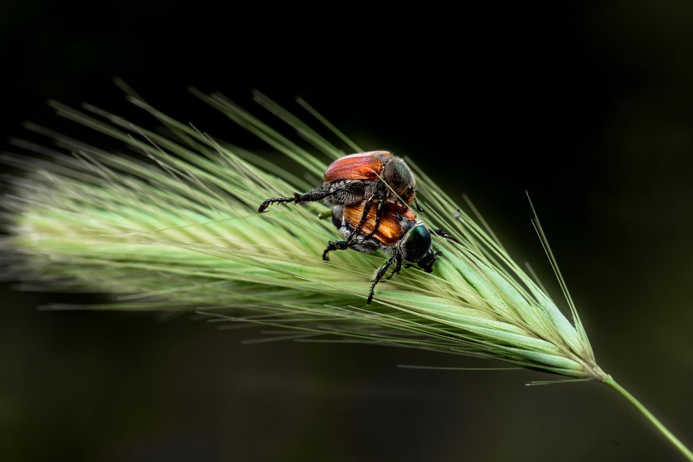 Photograph by Bahir DIBEKOGLU