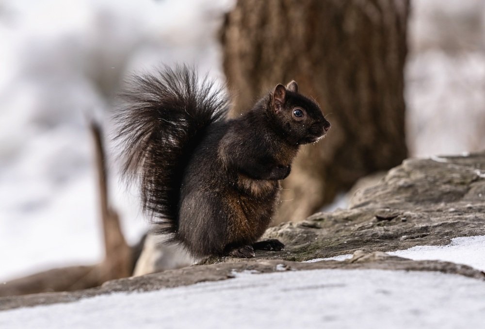 A squirrel is cold during a harsh winter