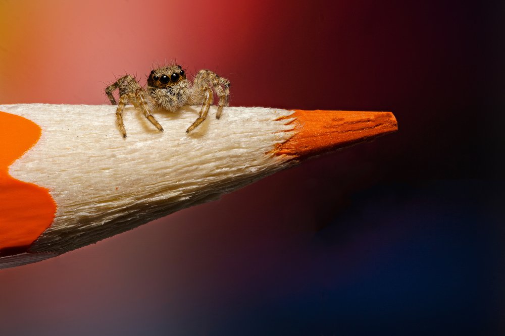 The curious little jumping spider