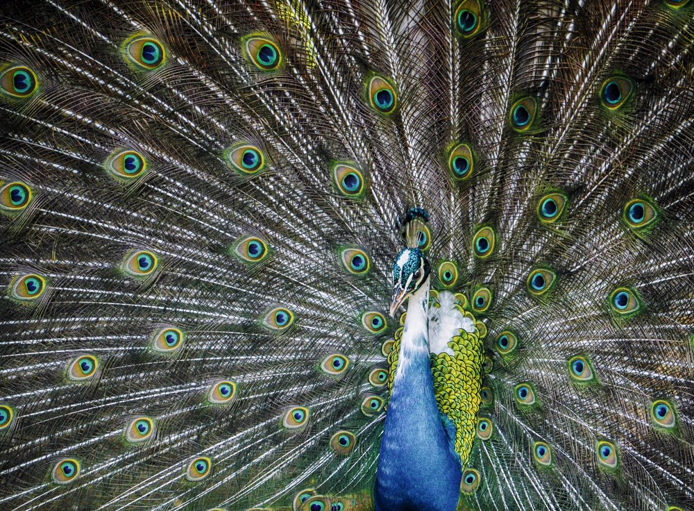 Photograph by Михаил Kolesnik