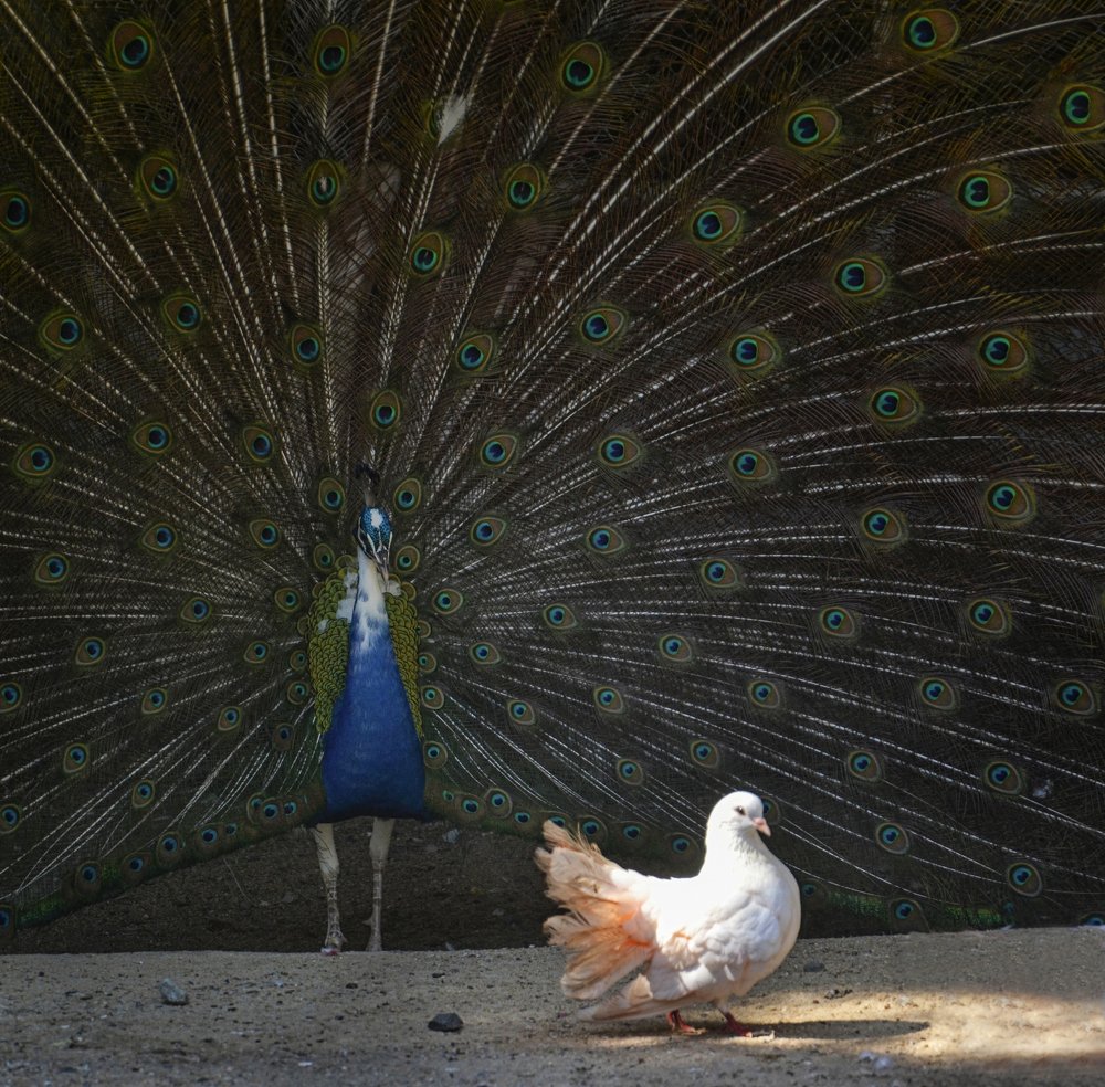 Photograph by Михаил Kolesnik