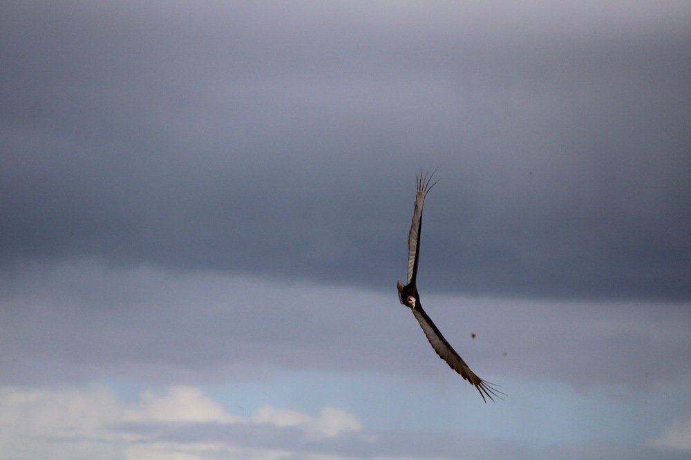 O urubu-de-cabeça-amarela