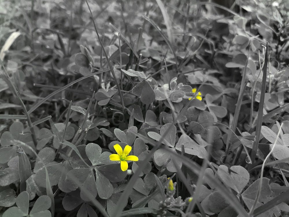হলুদে জীবন