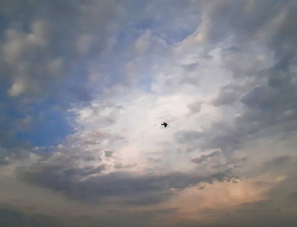উড়াল