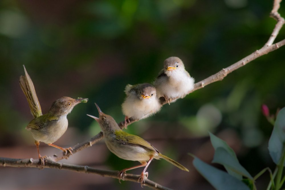 Photograph by Arindam Sarkar