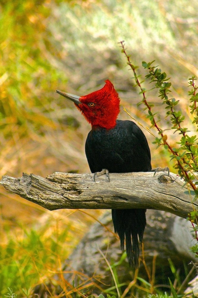 Photograph by Juan Pavlovsky