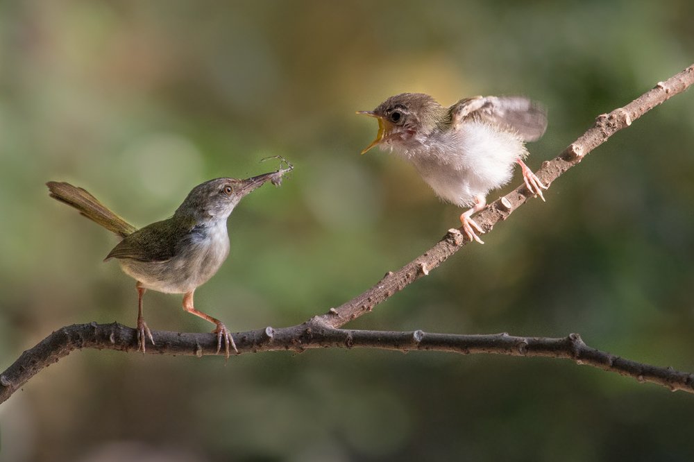 Photograph by Arindam Sarkar