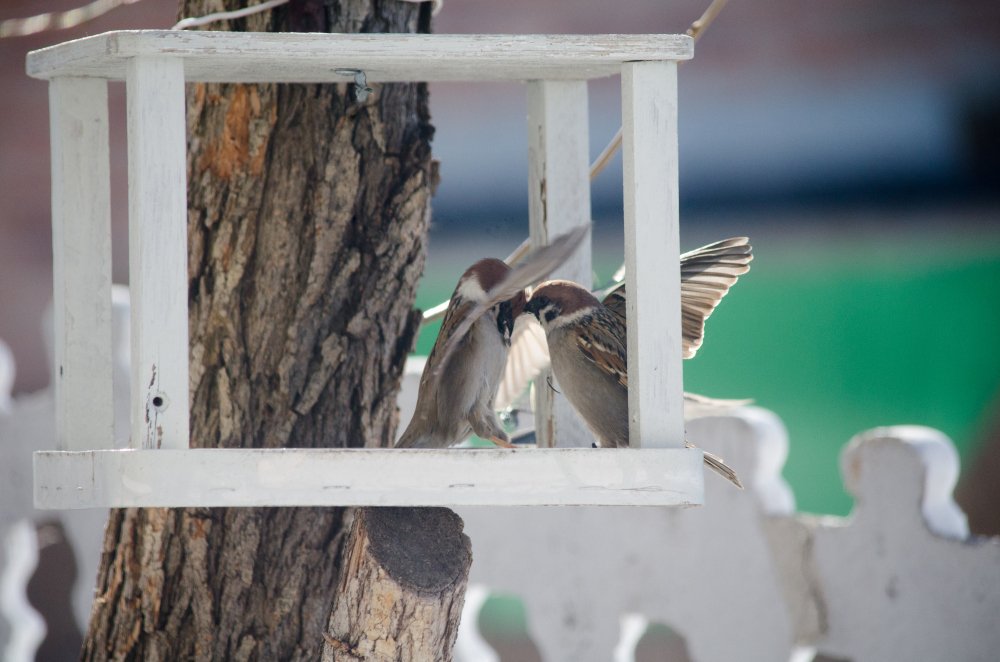 Photograph by Александр Карпенко
