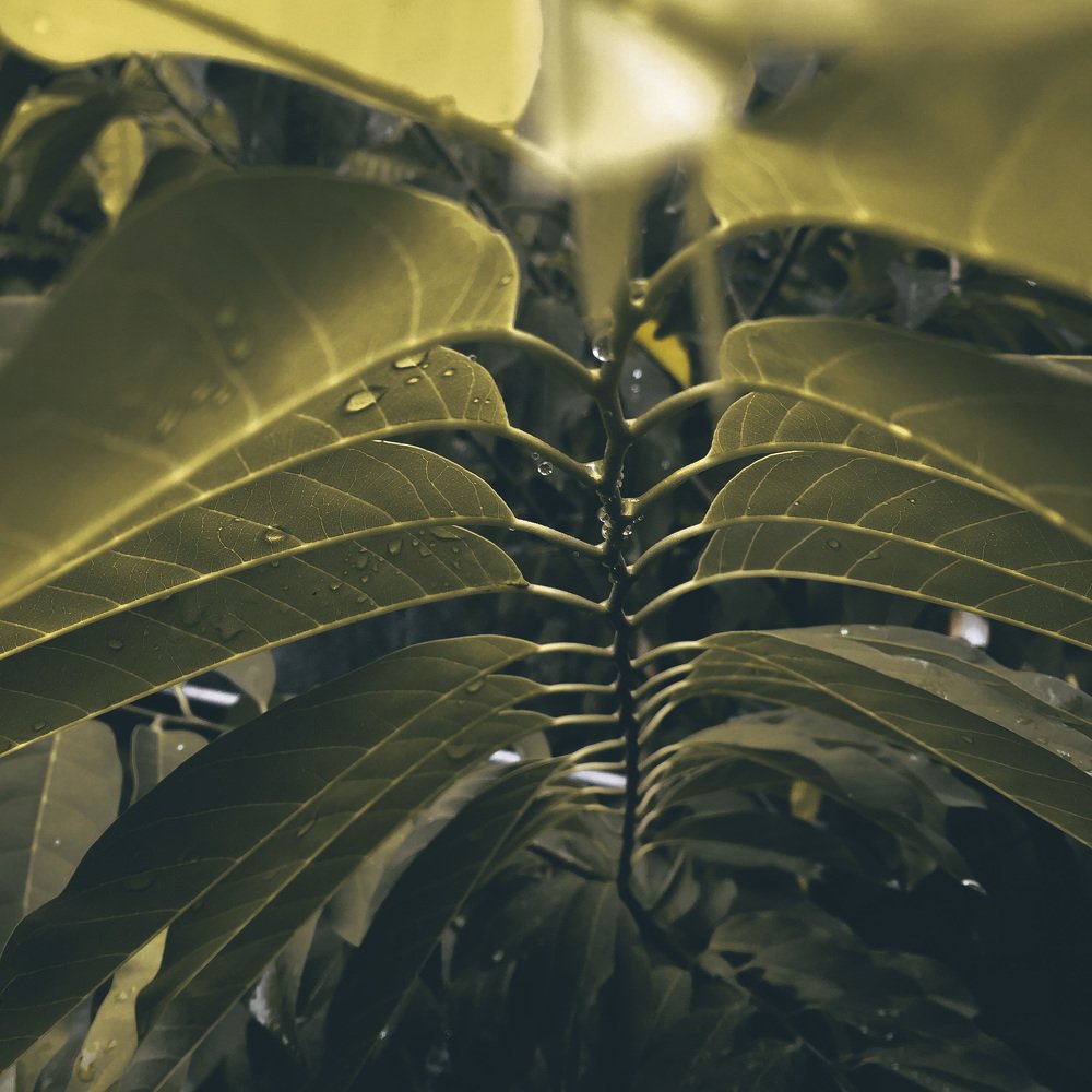 Photograph by Khiara Sandoval