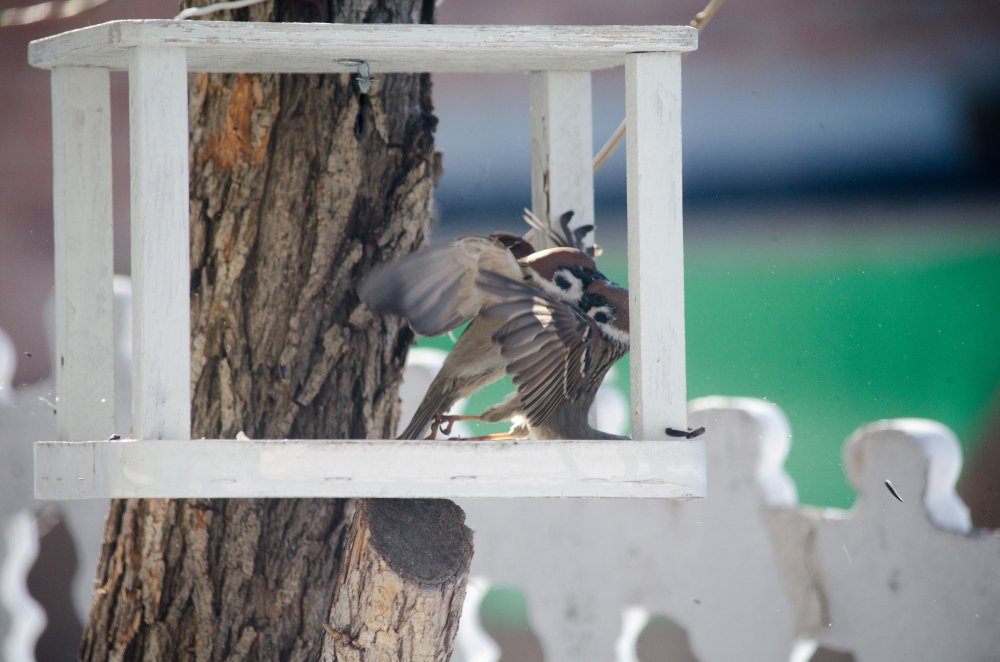 Photograph by Александр Карпенко