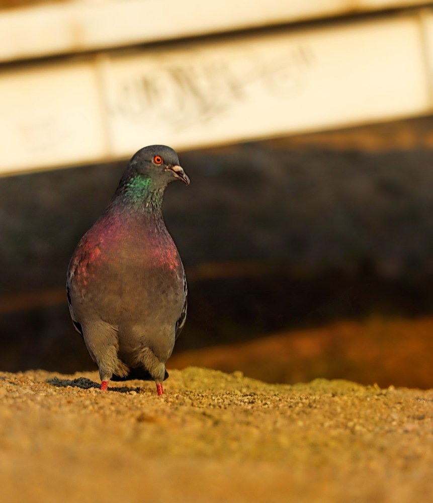 Photograph by Евгений Михеев