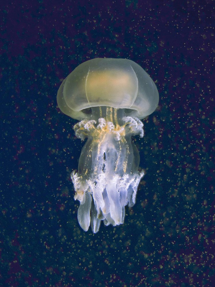 Фотография автора Carlos Caruso