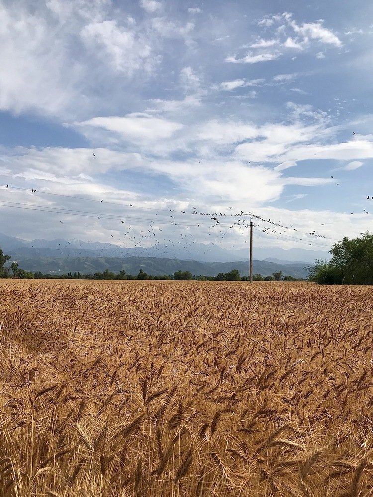 Photograph by Индира Кузнецова