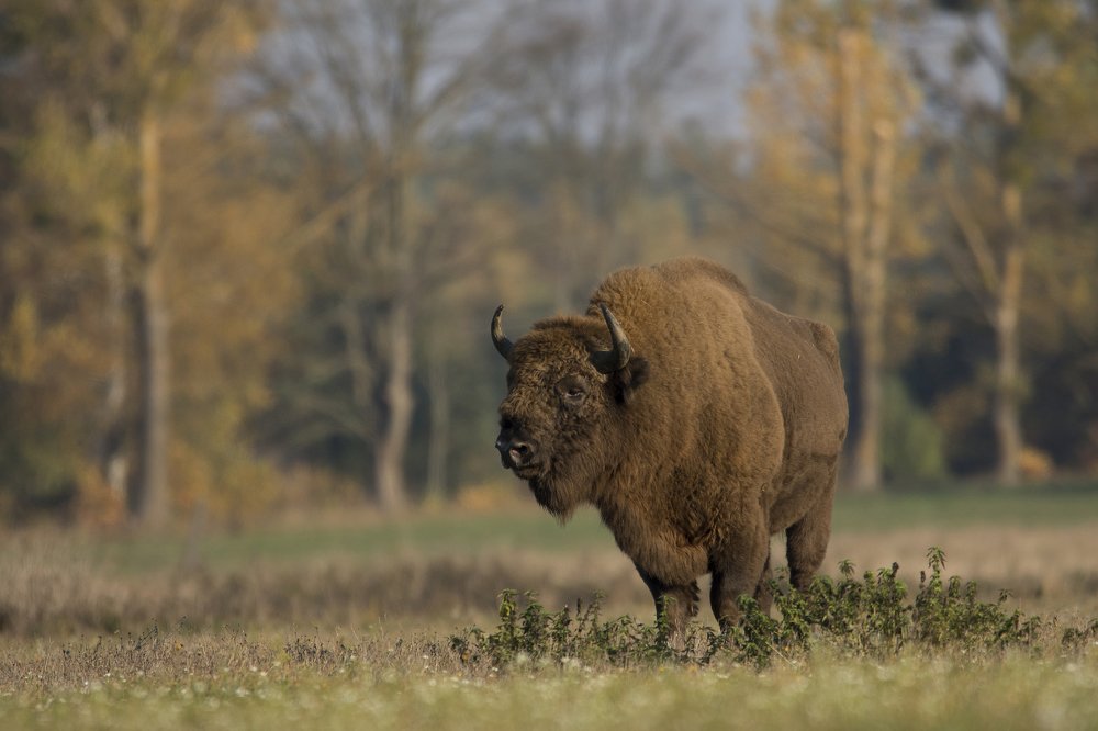 A bison on grazing