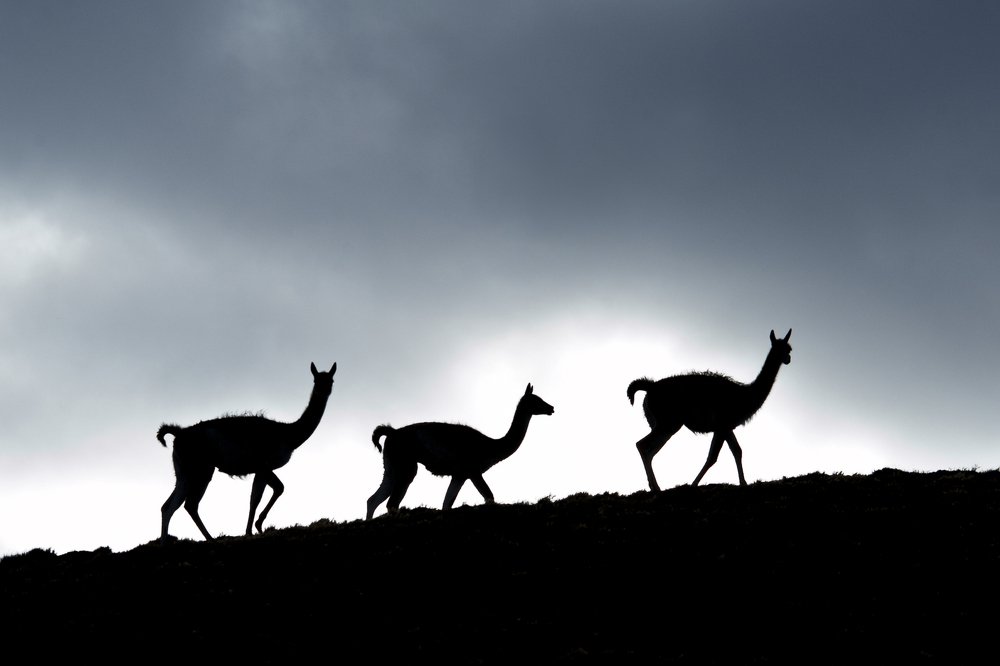 Photograph by SI SABER LOTFI